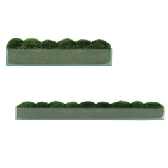 Elongated Moss