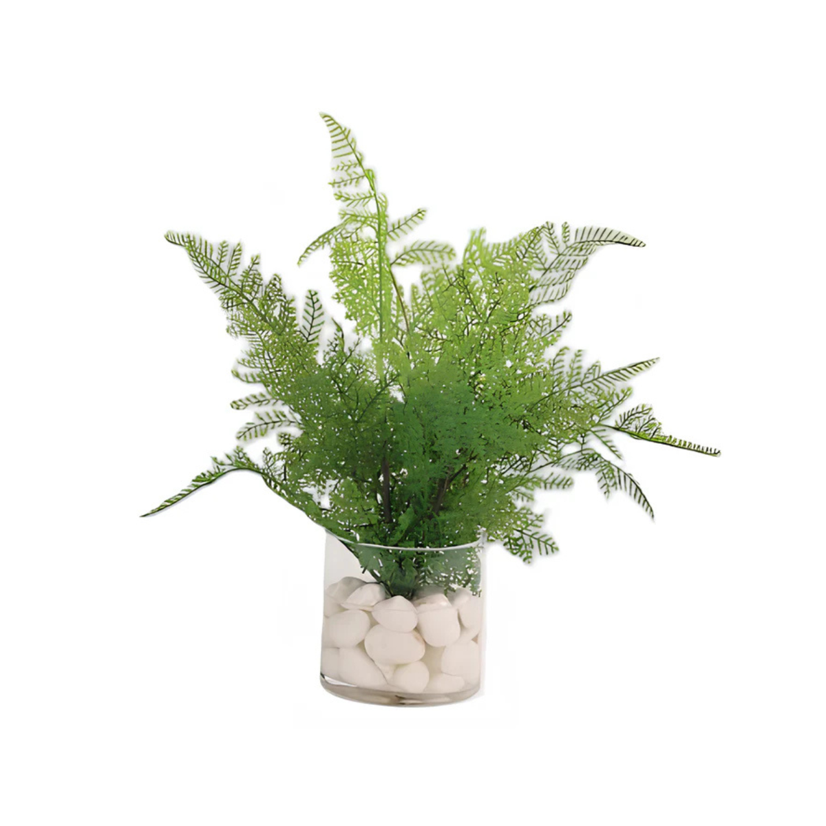Assorted Ferns in Water