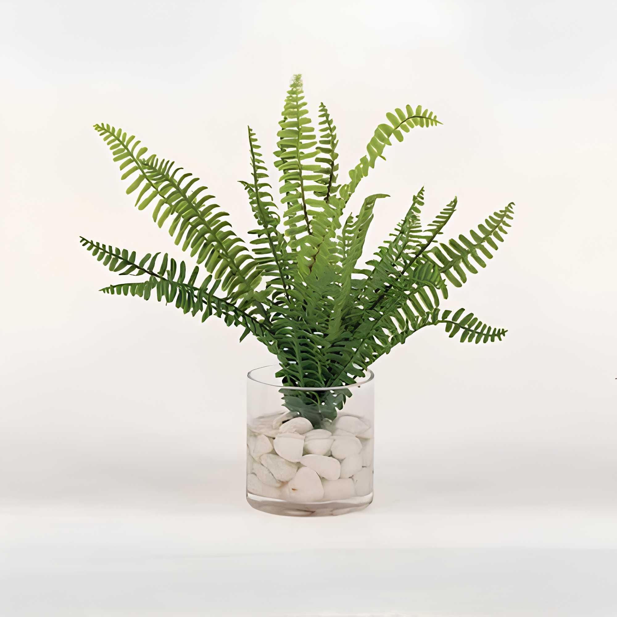 Assorted Ferns in Water