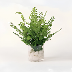 Assorted Ferns in Water