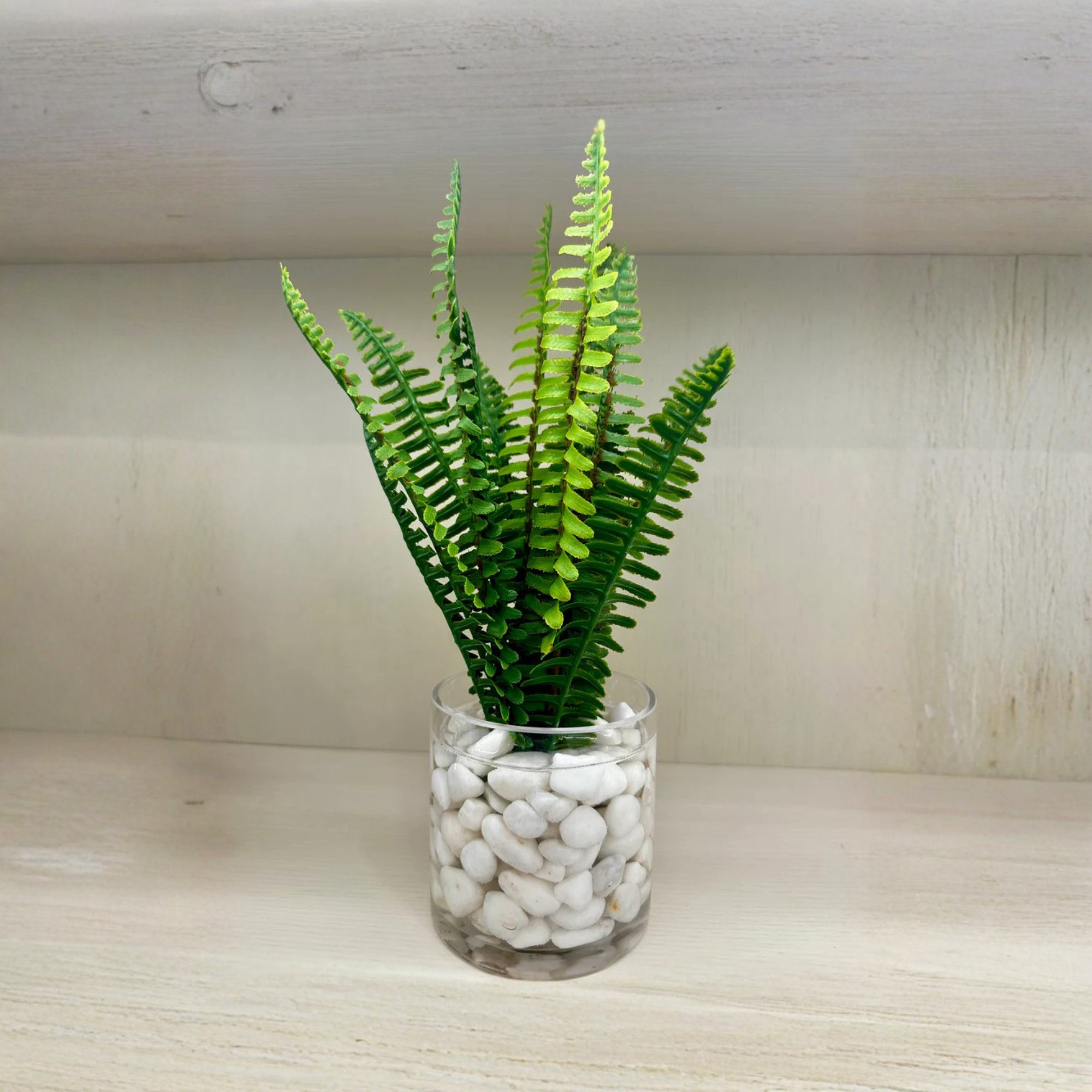 Assorted Ferns in Water