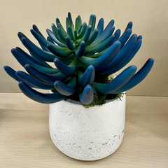 Blue/Green Succulent Accent