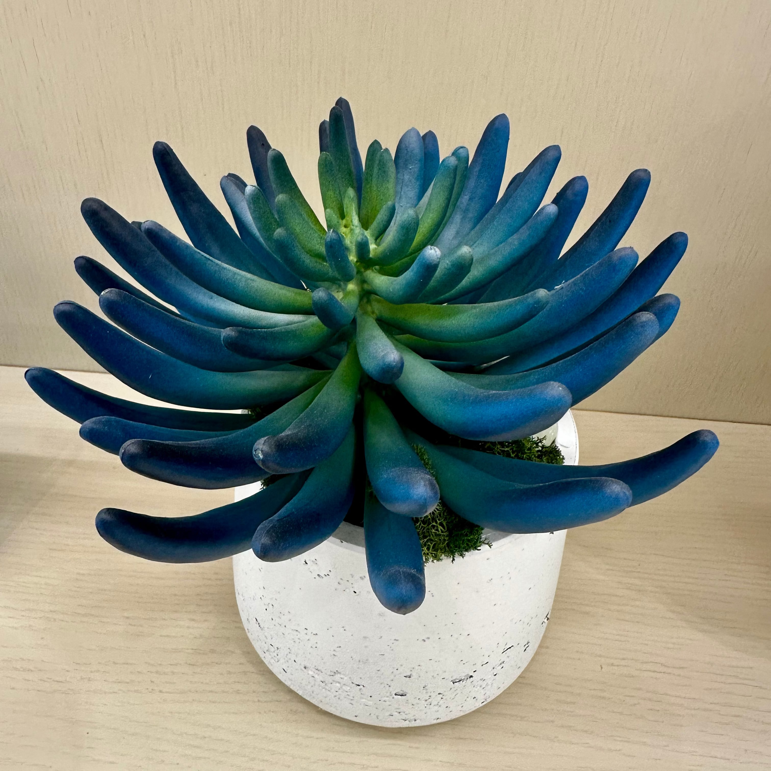 Blue/Green Succulent Accent