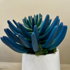 Blue/Green Succulent Accent