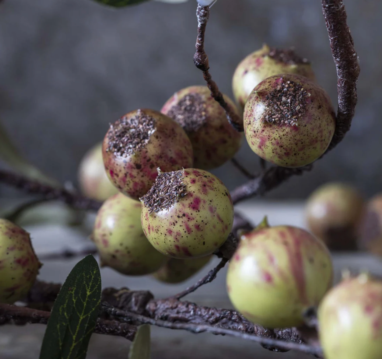 Artificial Rosehip, Dappled