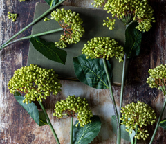 Artificial Viburnum Olive Stem
