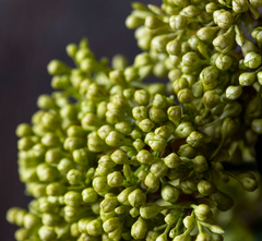 Artificial Viburnum Olive Stem