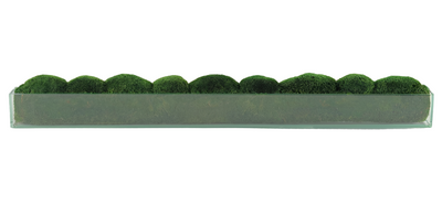 Elongated Moss