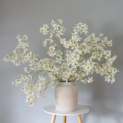Dancing Oncidium Orchid