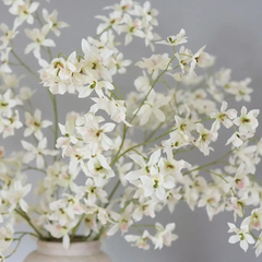 Dancing Oncidium Orchid