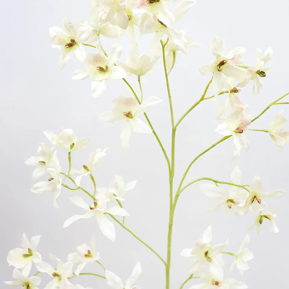Dancing Oncidium Orchid